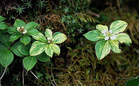 Cornus canadensis Variegated form S[^`oi 