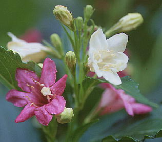 Weigela coraeensis nRlEcM