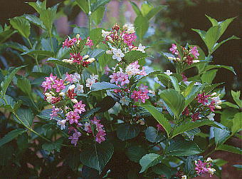 Weigela coraeensis nRlEcM