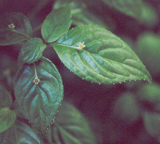 Helwingia japonica niCJ_ 