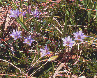 Gentiana thunbergii