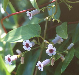 Paederia scandens wN\JY 