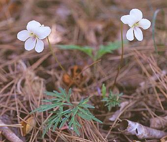 Viola sieboldiana qSX~