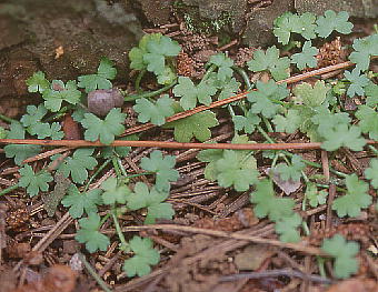 Hydrocotyle yabei q`h