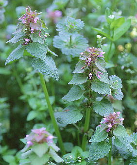 Lamium purpureum qIhR\E