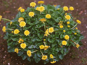 Ranunculus ficaria qELJ d