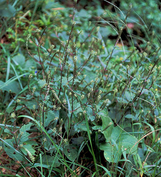Achyranthes bidentata var. tomentosa ヒナタイノコヅチ