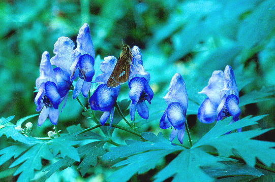 Aconitum senanense and Parnara guttata z\ogJugƃC`WZZ