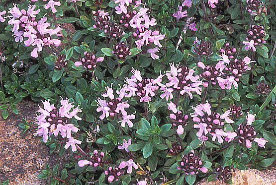 Thymus serpyllum ssp. quinquecostatus CuLWRE\E