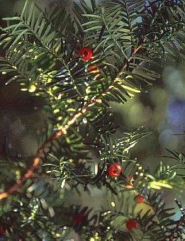 Taxus cuspidata C`C ʎ