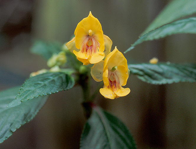 Impatiens auricoma cv. African Queen