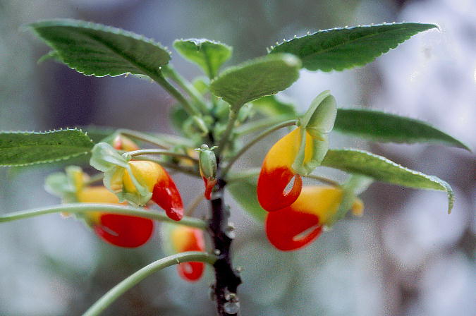 Impatiens niamniamensis Cp`GX jAjAVX 