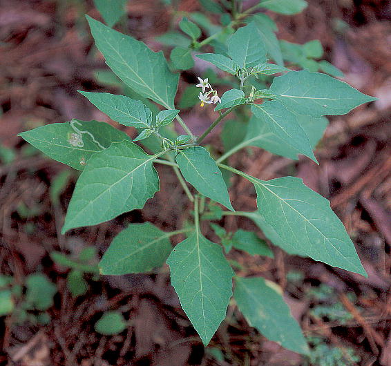 Solanum nigrum CkzIYL