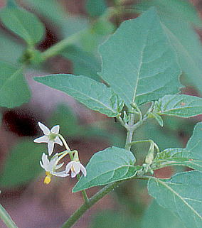 Solanum nigrum CkzIYL