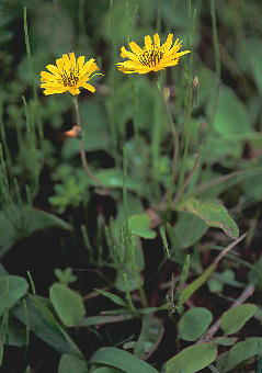 Ixeris stolonifera CjKi (WVoAqWVo)