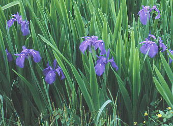 Iris laevigata JLco^