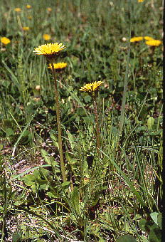 Taraxacum platycarpum JgE^||