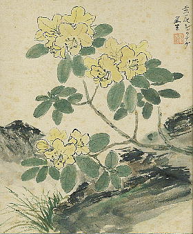 Rhododendron aureum LoiVNiQ