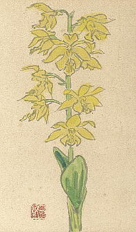 Calanthe sieboldii LGrl