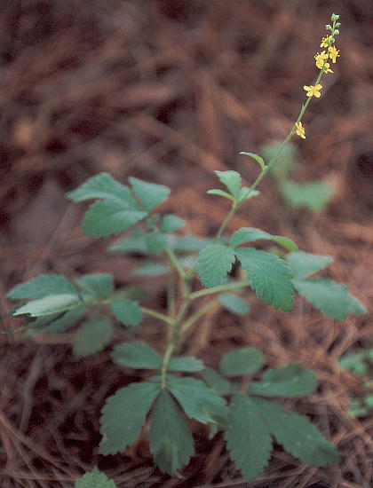 Agrimonia japonica L~YqL