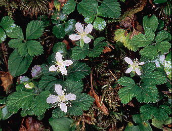 Rubus pedatus RKlC`S 