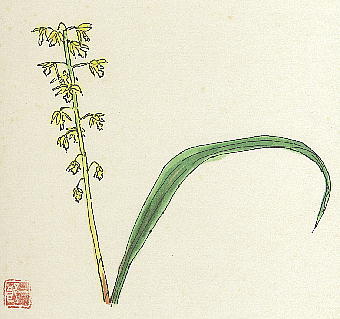 Oreorchis patens RPC