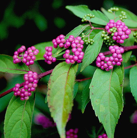 Callicarpa dichotoma RTL