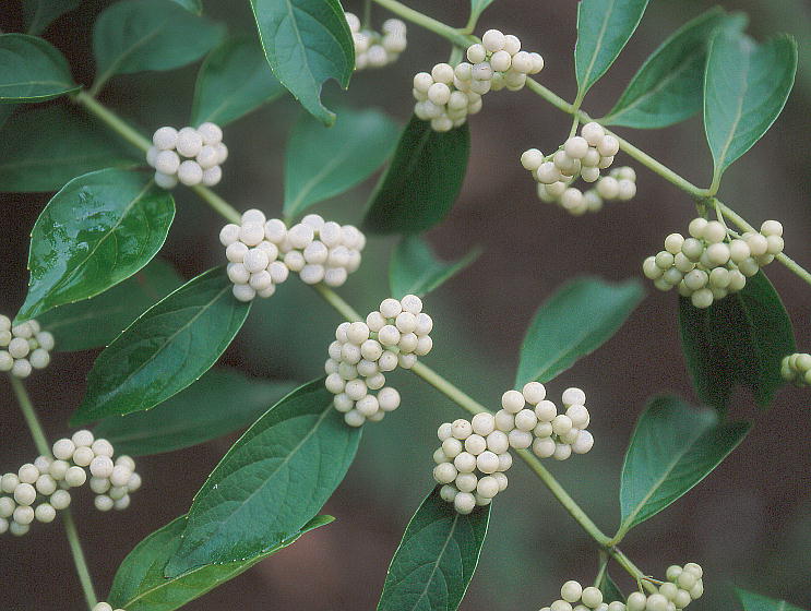 Callicarpa dichotoma var. albi-fructus V~mRTL