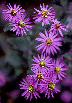 Aster ageratoides f. hortensis RMN