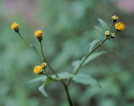 Bidens pilosa RZ_OT