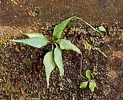 Asplenium ruprechtii NmXV_