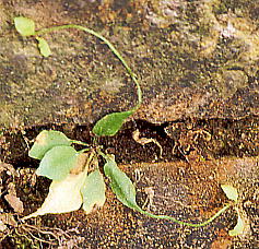 Asplenium ruprechtii NmXV_