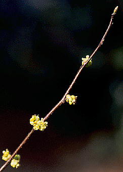 Lindera benzoin jICx]C 