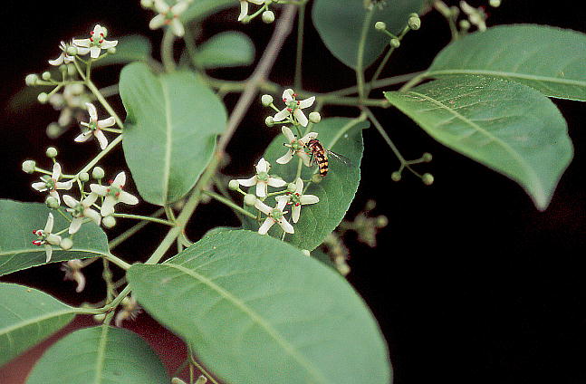 Euonymus sieboldianus マユミ 雄花
