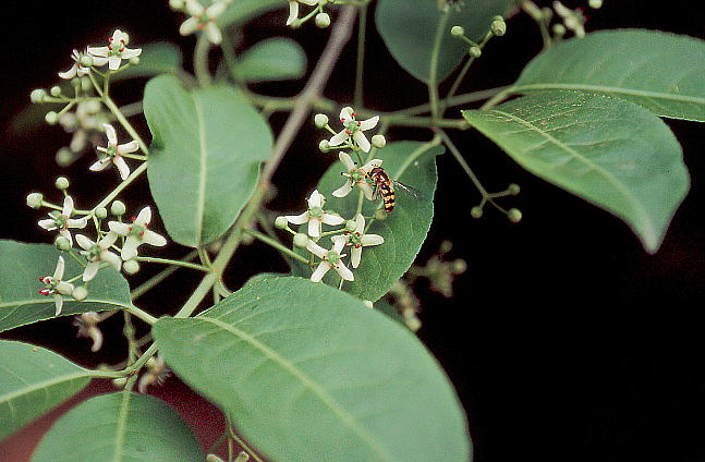 Euonymus sieboldianus }~ Y