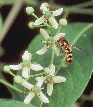 Euonymus sieboldianus }~ YԂƃniAu̒