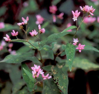 Persicaria thunbergii ~]\o