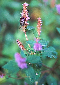 Elsholtzia ciliata iMi^REW