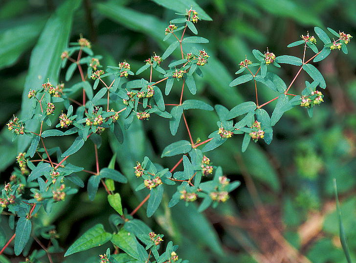 Euphorbia maculata IIjVL\E
