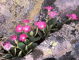 Primula hirsuta vEqX^