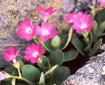 Primula hirsuta vEqX^