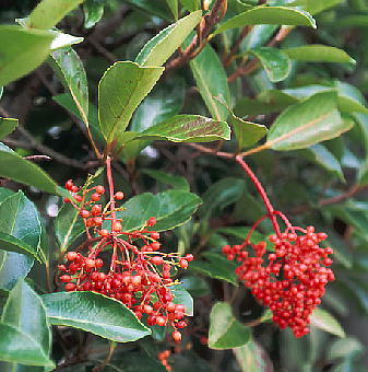 sangojyu_cultivated_in_chiba_city_20030826_1.jpg