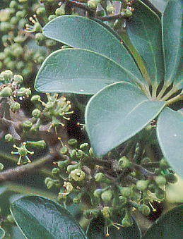 Schefflera arboricola VFtEA{R