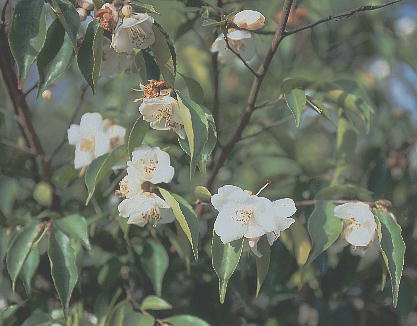 Camellia fraterna VngcoL 