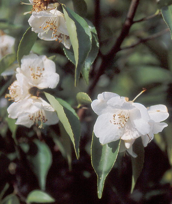 Camellia fraterna VngcoL 