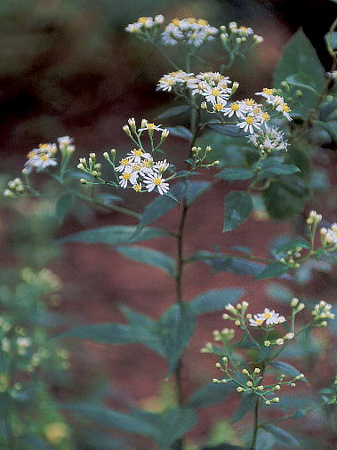 Aster ageratoides subsp. leiophyllus Vi