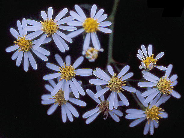 Aster ageratoides subsp. leiophyllus Vi