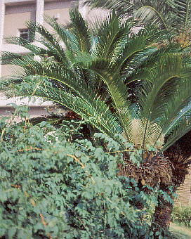 Cycas revoluta : Female \ec 