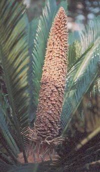 Cycas revoluta : Male \ec Y