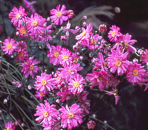 Anemone hupehensis var. japonica VECMN